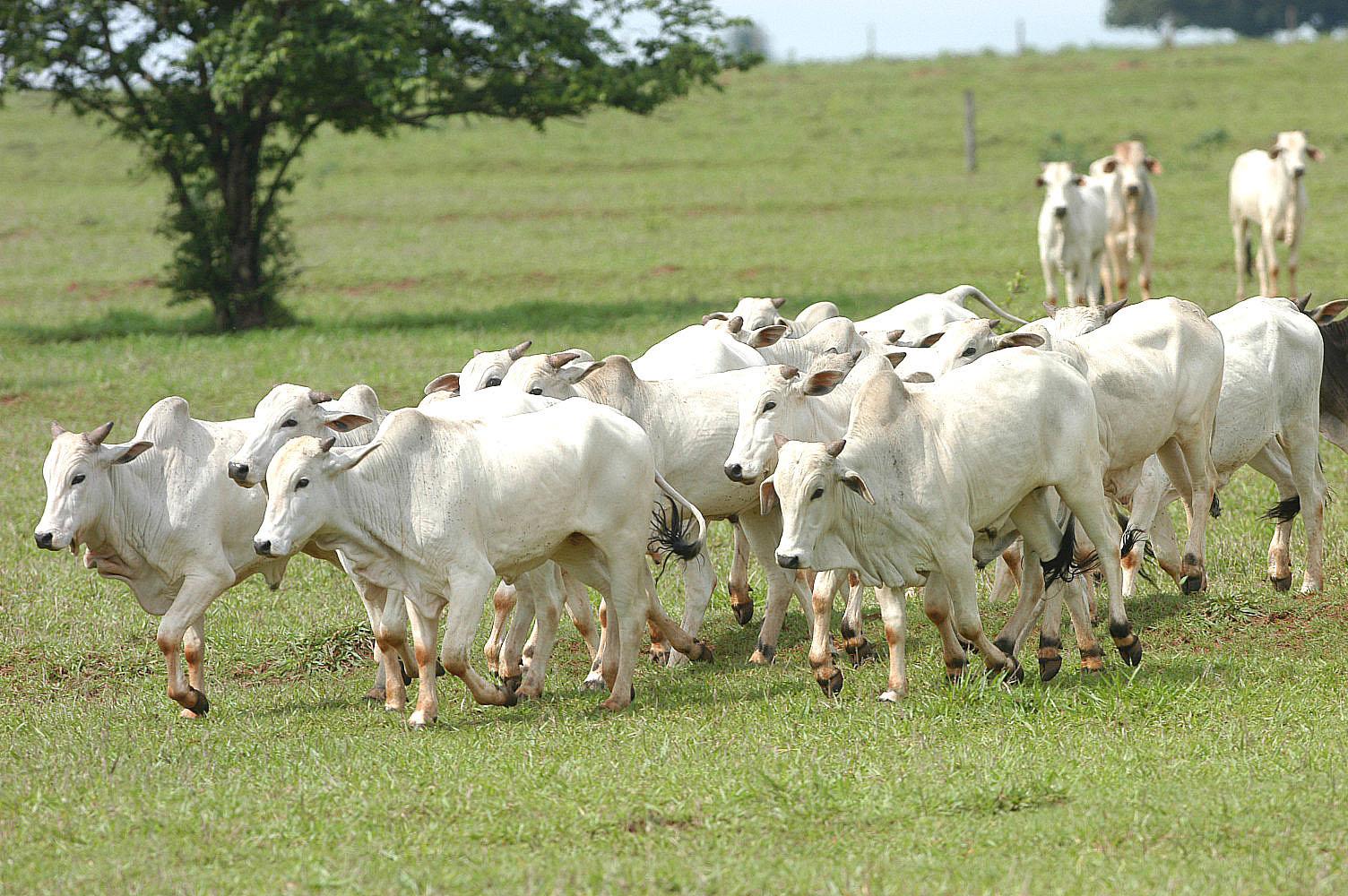 Arroba bovina tem valorização superior a 10% em setembro, mas poderia ter sido maior