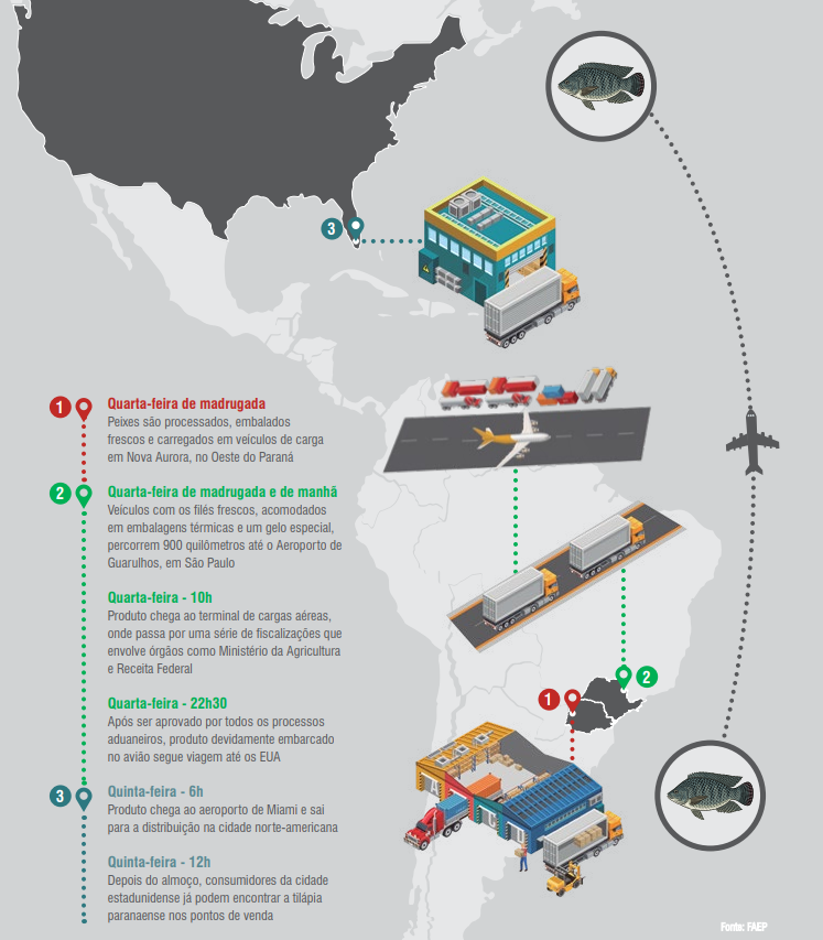 Infográfico mostrando logística de exportação de tilápia no Paraná