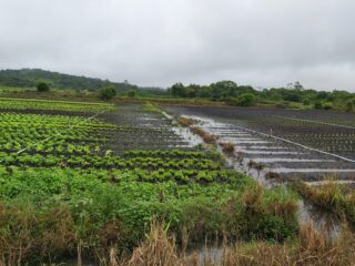 hortaliça chuva