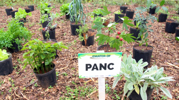 Emater-DF promove curso sobre cultivo de plantas não convencionais