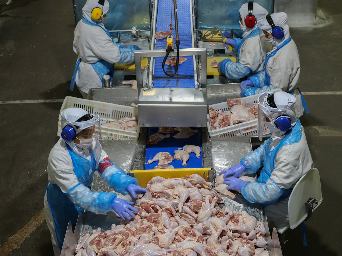 Quatro países retiram restrições de exportação à carne de aves brasileiras