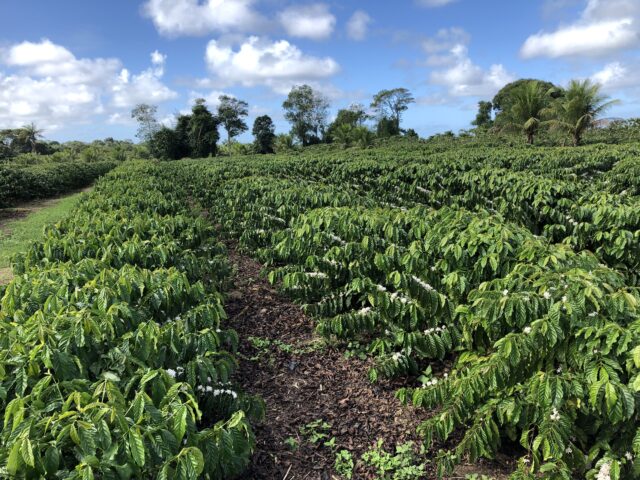 plantação de café campo verde em ceú azul com técnica de fertirrigação