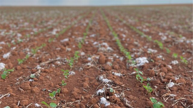 plantio soja grupo bom futuro mato grosso