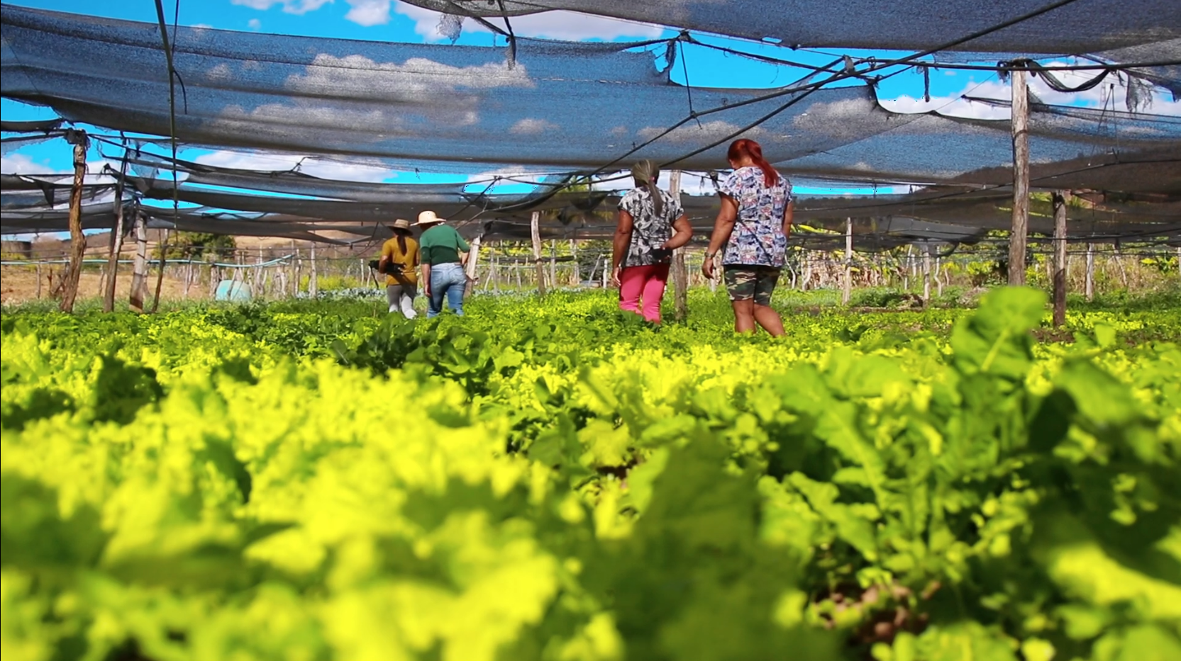 Lavoura de produtores rurais da agricultura familiar de São Desidério (BA) que fornecem alimentos para a prefeitura pelo PNAE e PAA