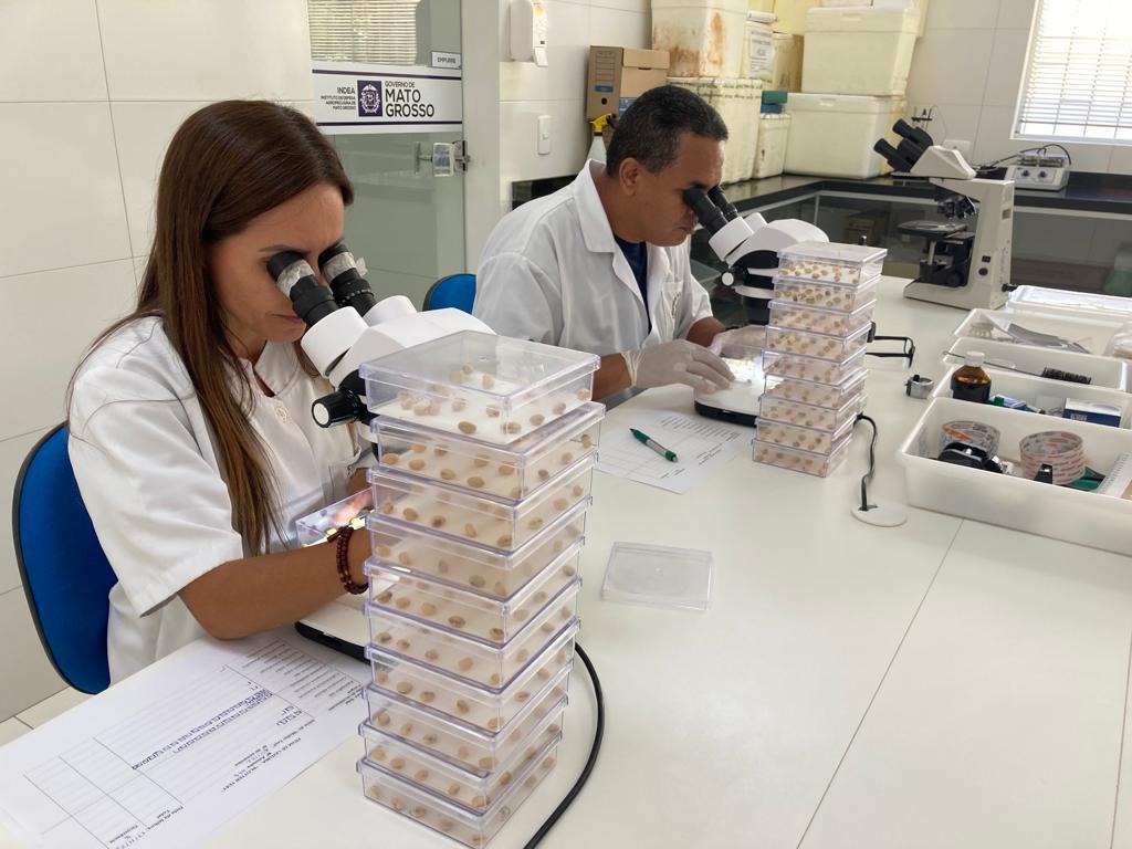 Laboratório Indea Mato Grosso análise de sementes