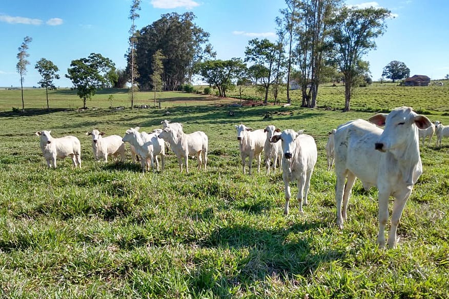 integração lavoura-pecuária, ILP