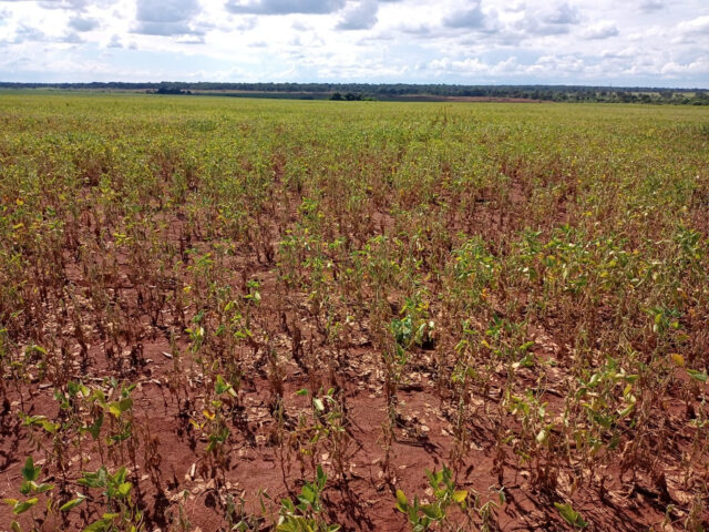 lavoura de soja em Mato Grosso do Sul