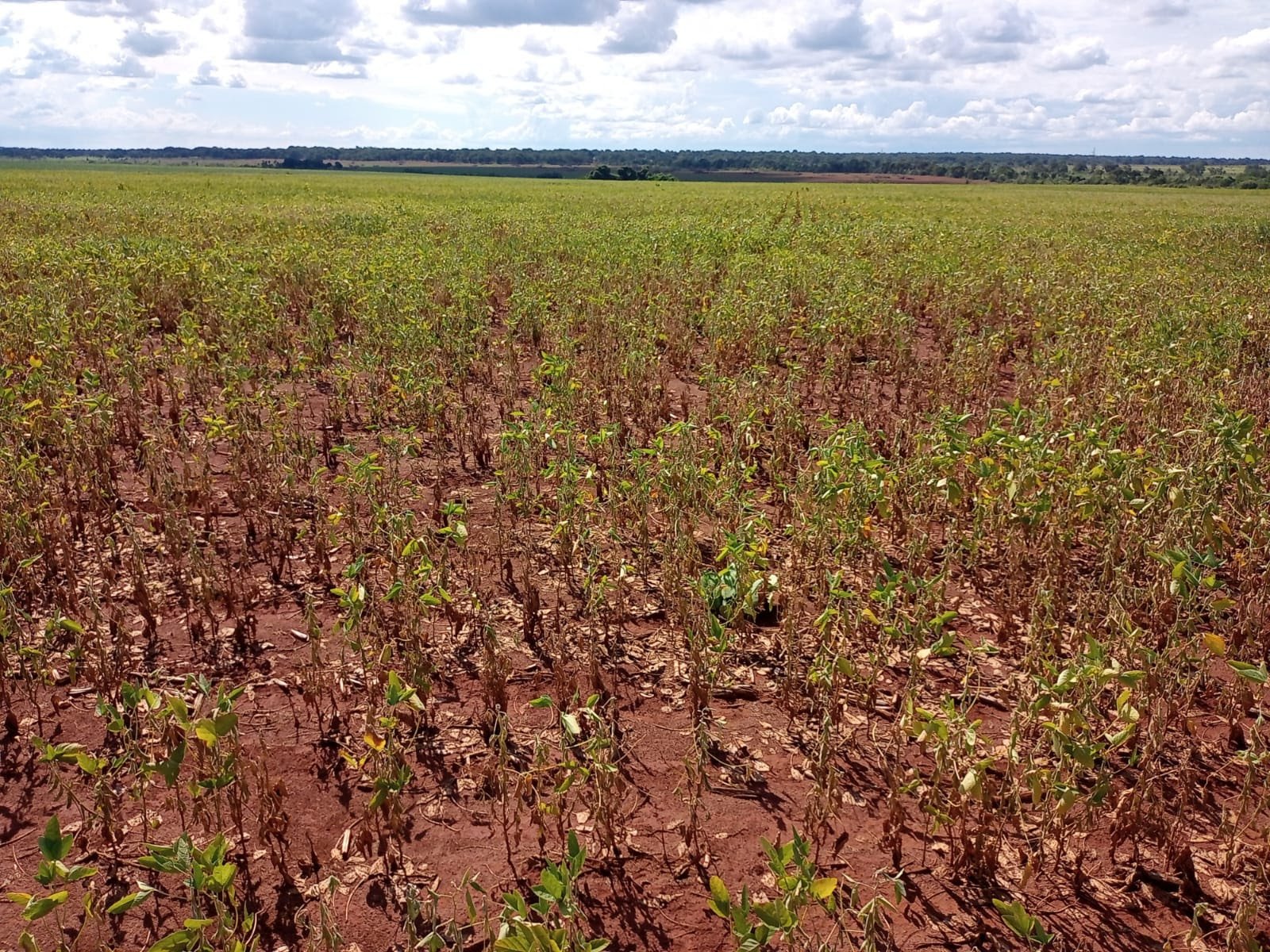 lavoura de soja em Mato Grosso do Sul