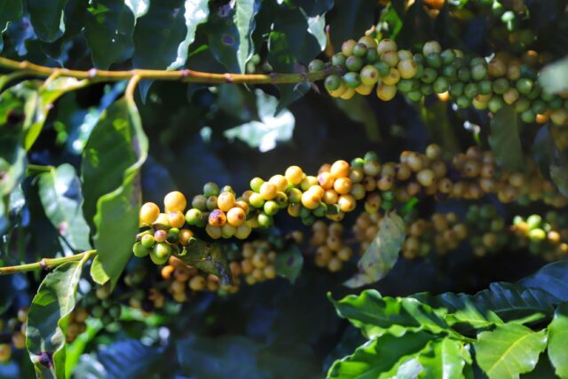 Café amarelo e verde no pé