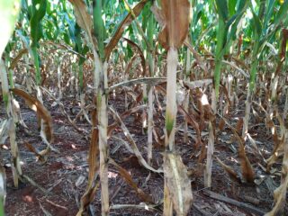 Lavoura de milho safrinha no Paraná