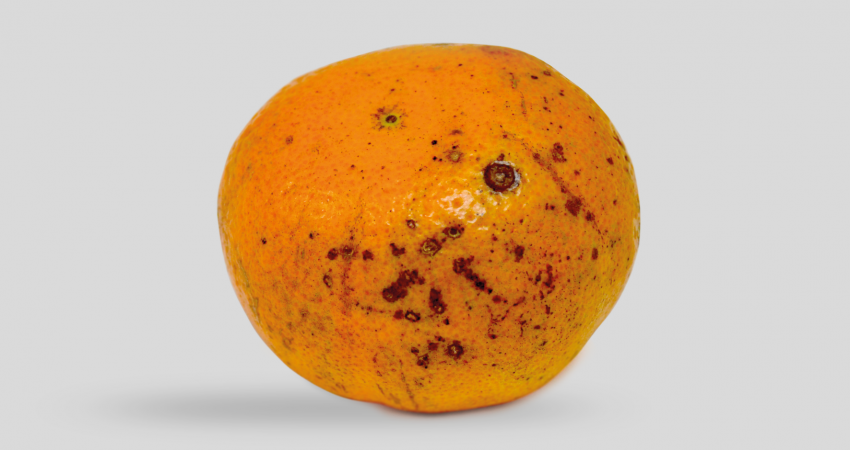 mancha arron tangerina