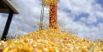 milho e celulose alavancam balança comercial de MS