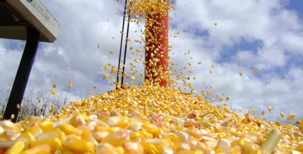 Maxima historica na exportacao de milho do Brasil