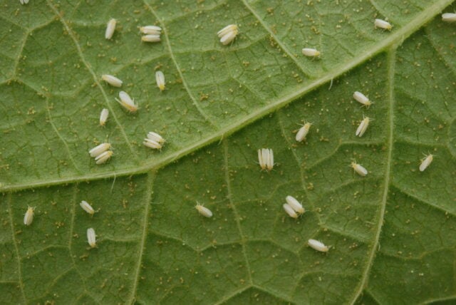 Ninfas da mosca-branca posem ser parasitadas por fungo benéfico