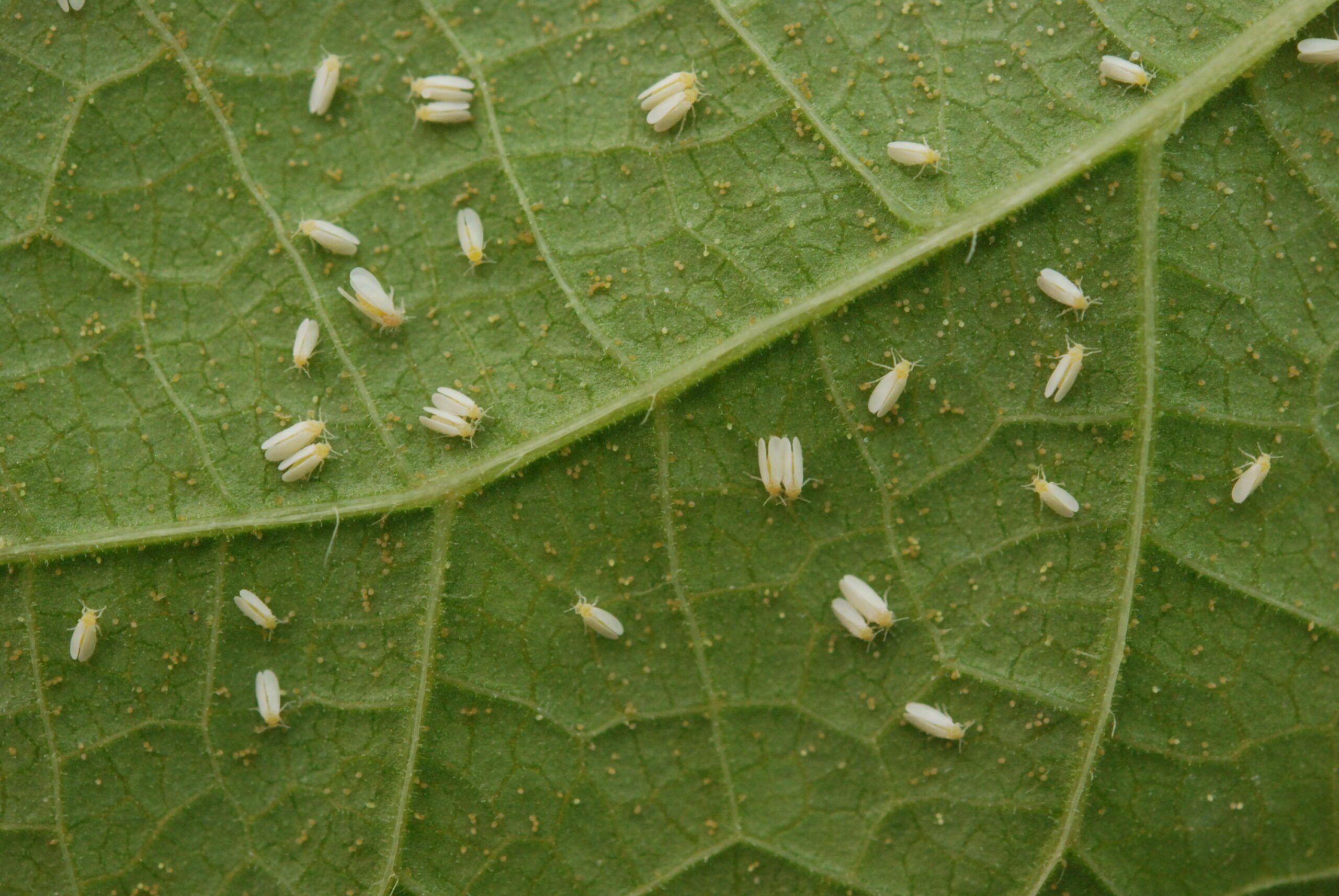 Ninfas da mosca-branca posem ser parasitadas por fungo benÃ©fico