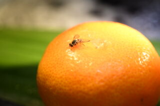 Praga das fruta tangerina(1)