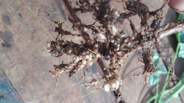 Nematoide foto Tatiane Cheila Zambiasi