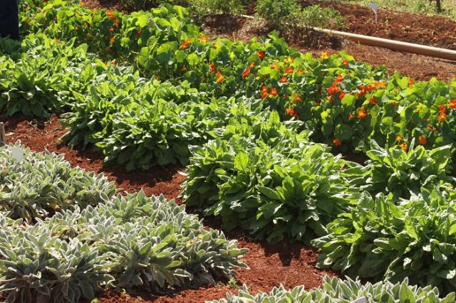 Seagri oferece capacitação sobre Plantas Alimentícias Não Convencionais