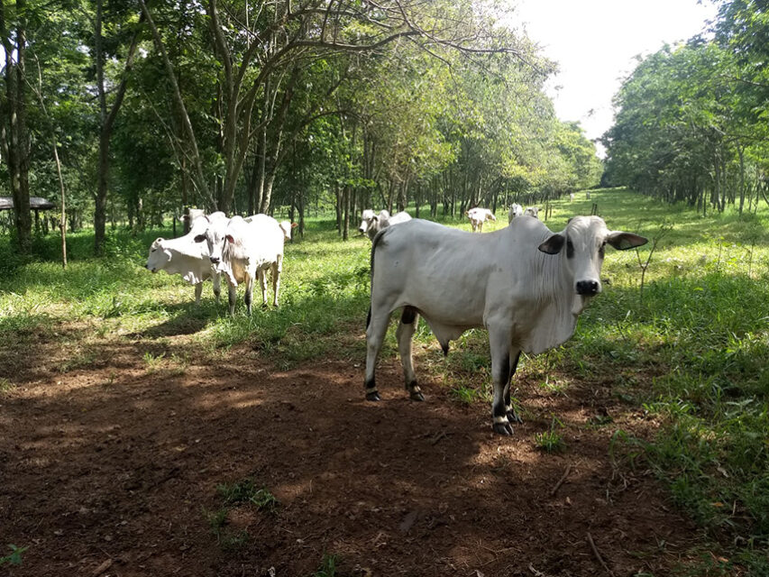 PASTO; gado; boi; pecuária; mitigação carbono na pecuária