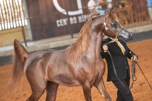 RG Ragnary - campeão Cavalo Inter 2022 - raça Árabe