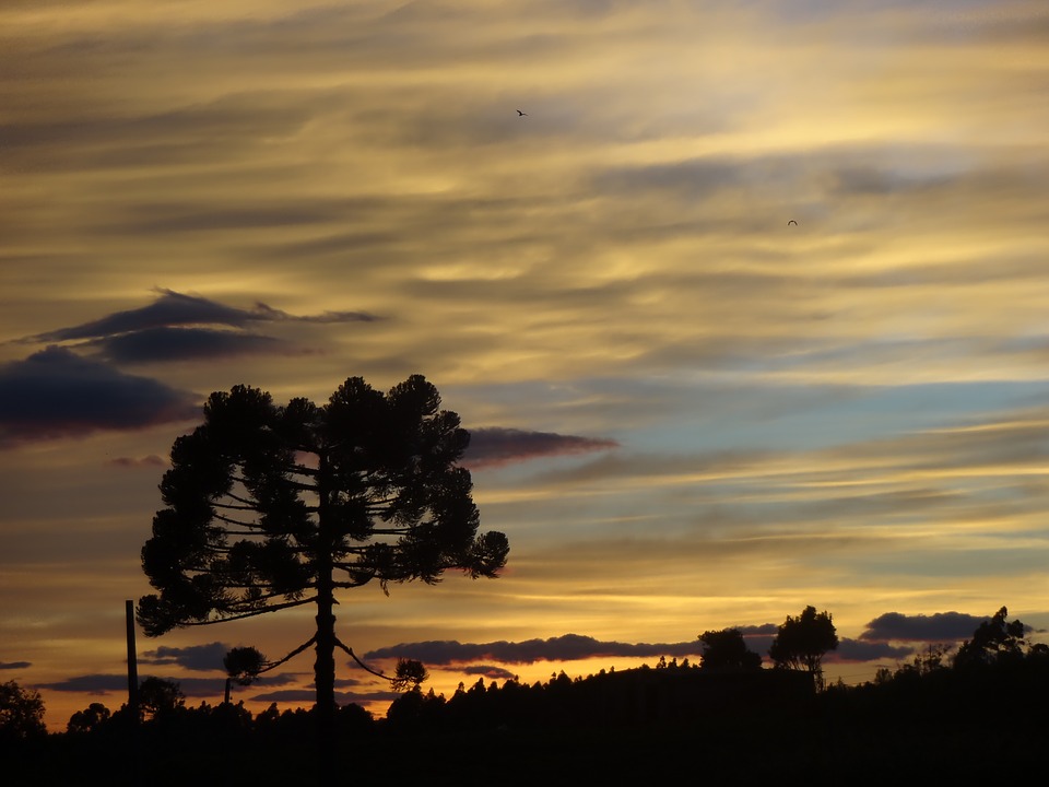 Paraná, araucária, por do sol