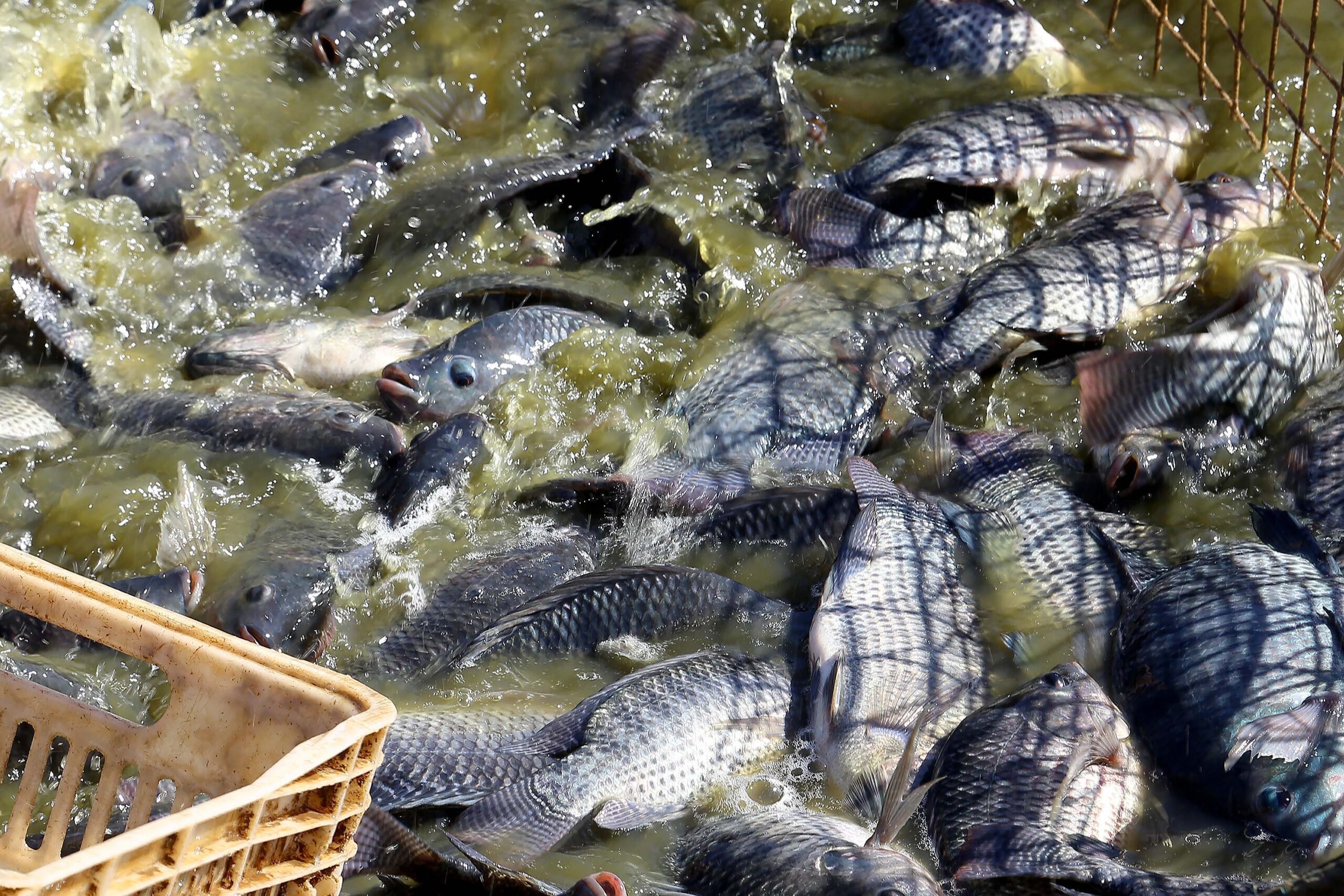 Paraná, peixe, tilápia