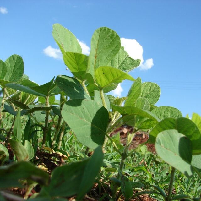 consultoria-plantio-soja - imea - mato grosso