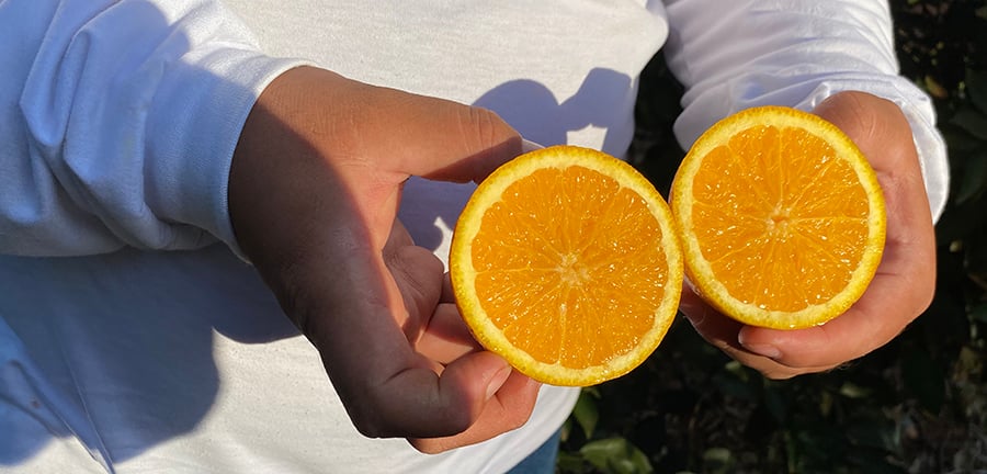 laranja resistente ao amarelinho (CVC)