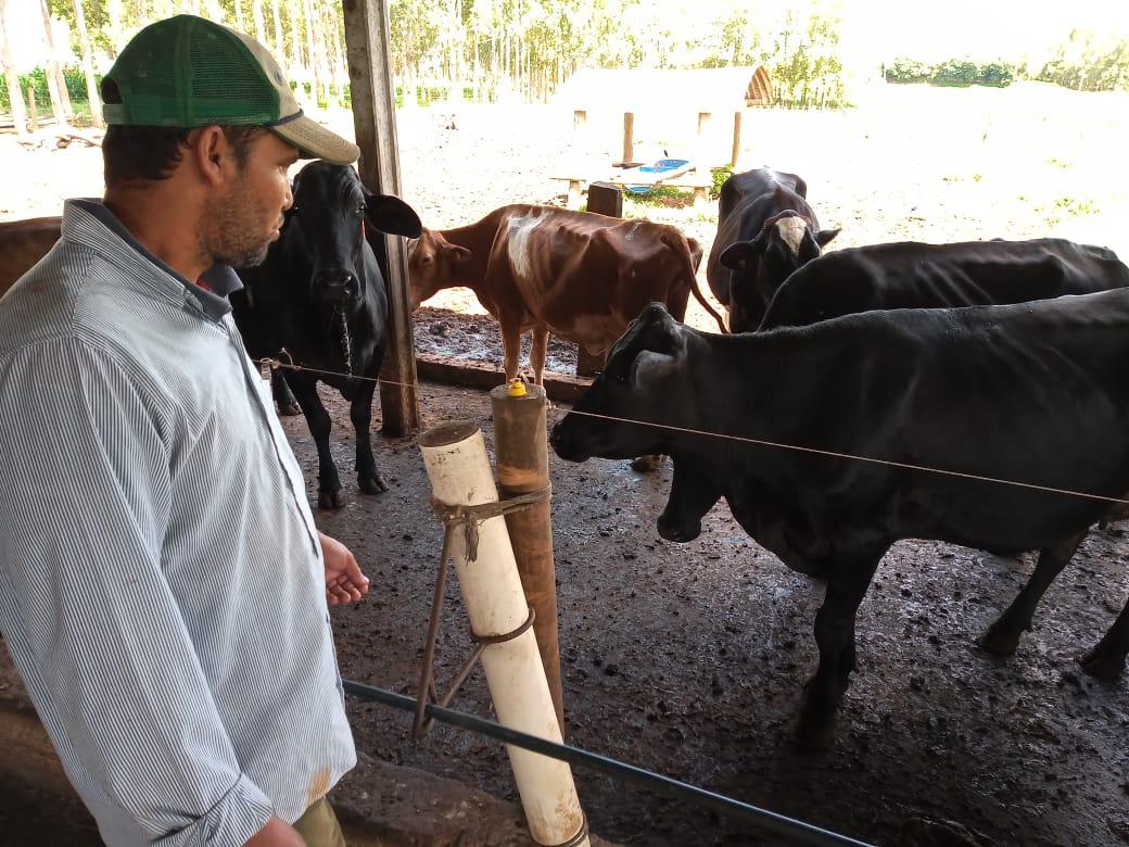 Produtores de leite de Mato Grosso vendem vacas para aproveitar alta da arroba