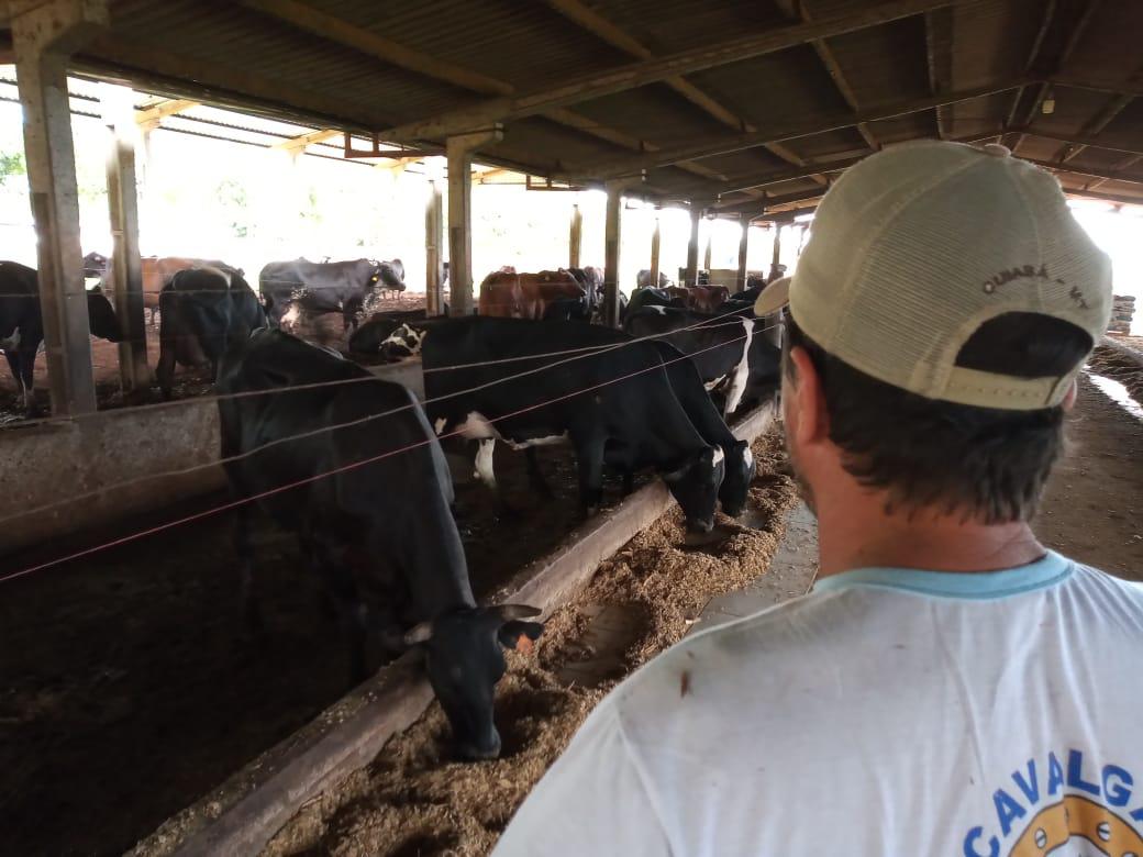Produtores de leite de Mato Grosso vendem vacas para aproveitar alta da arroba