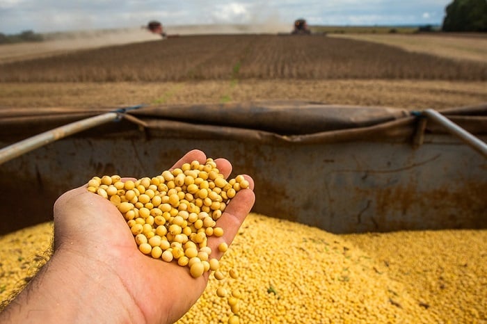 produção de soja em Rondônia