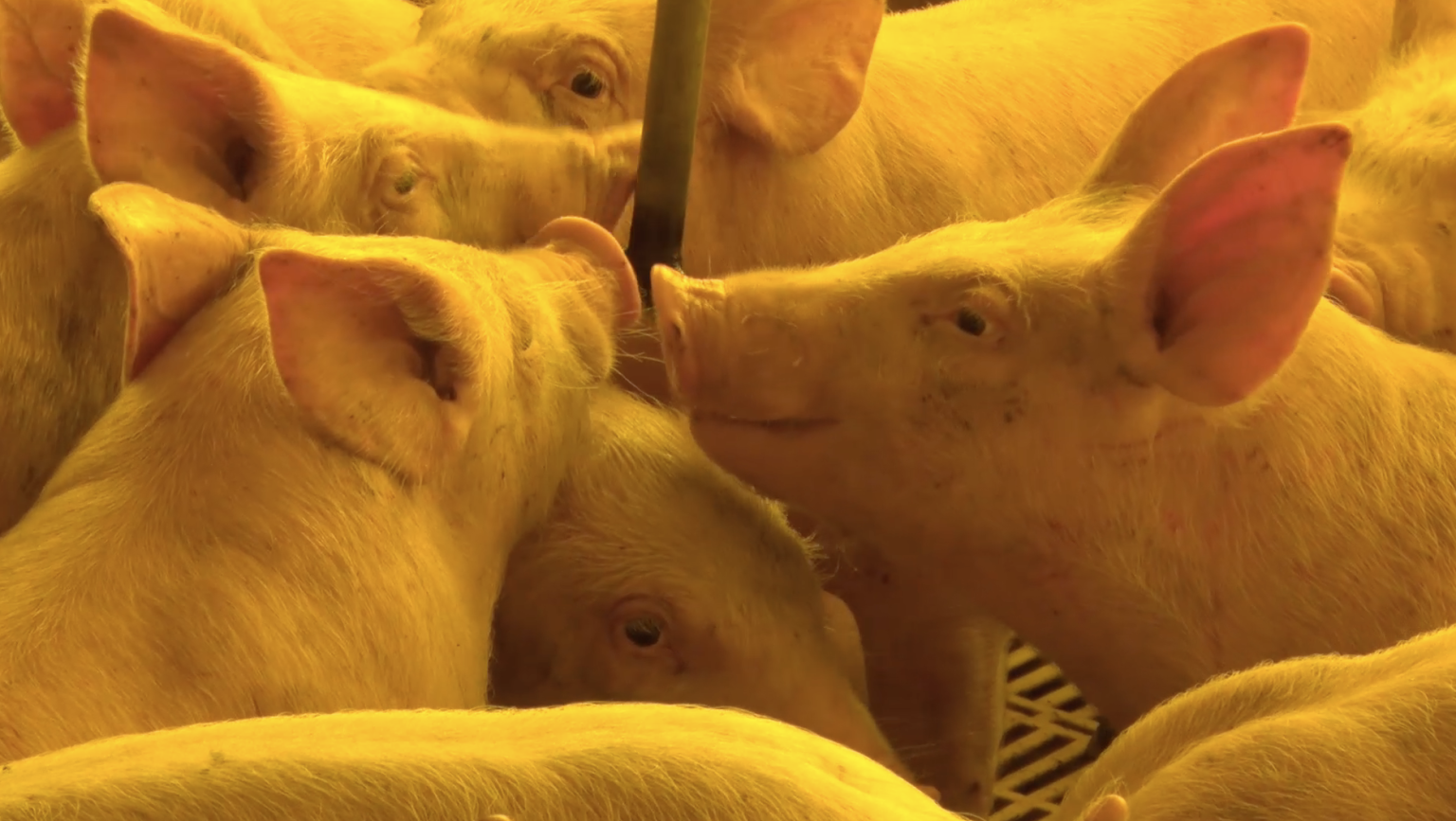 porco, suíno, mercado