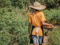 população rural é subestimado no Brasil