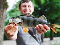 cursos Senar, peixe