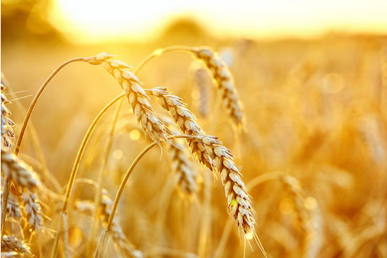 Screenshot 2023 08 01 at 16 05 01 Campo de trigo. espigas de trigo dourado. bela paisagem por do sol. Foto Premium