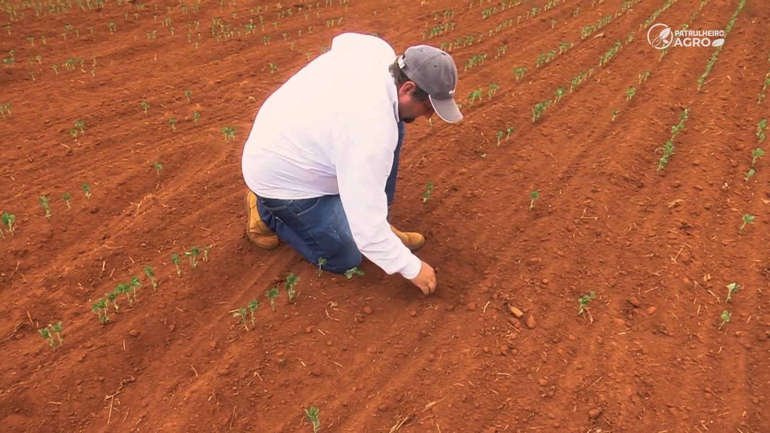 soja mato grosso brasnorte seca patrulheiro agro