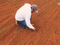 soja mato grosso brasnorte seca patrulheiro agro