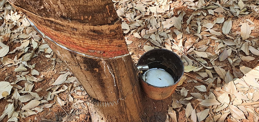 Estudo revela erro que compromete a produção de látex em seringueiras clonadas