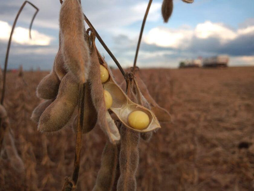 Lavoura de soja em Mato Grosso