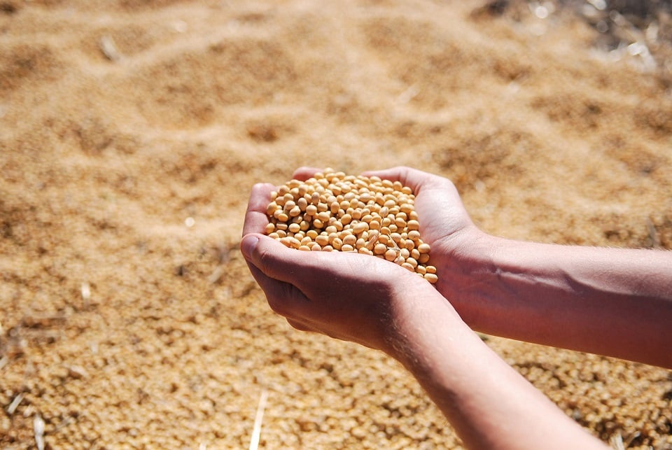 Des graines puissantes améliorent les performances des cultures de soja