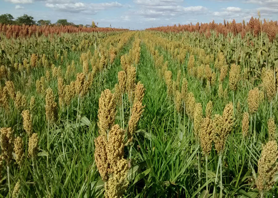 Consórcio sorgo soja - cerrado