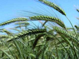 triticale