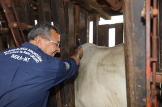 Última vacinação contra febre aftosa em Mato Grosso