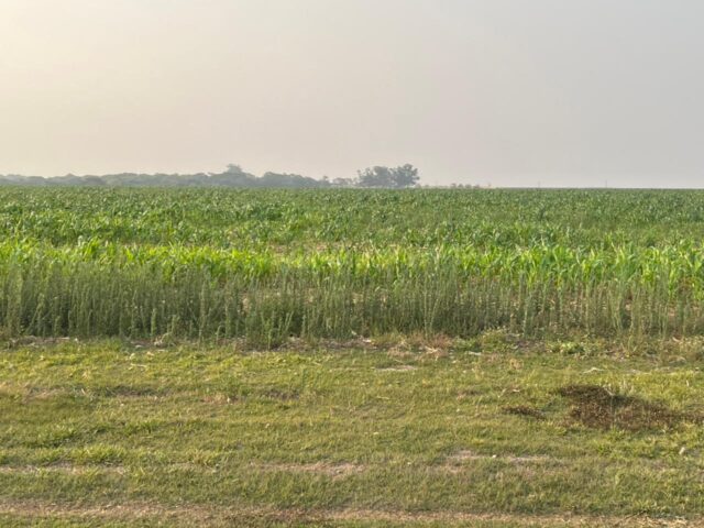 Verdadeiras lavouras de milho tiguera em Mato Grosso