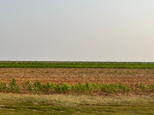 Milho Tiguera em Mato Grosso