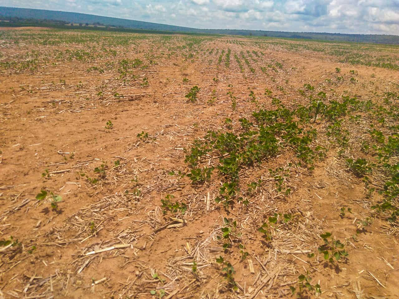 Soja: produtor de MT já prevê perda de 20 sacas por hectare com seca