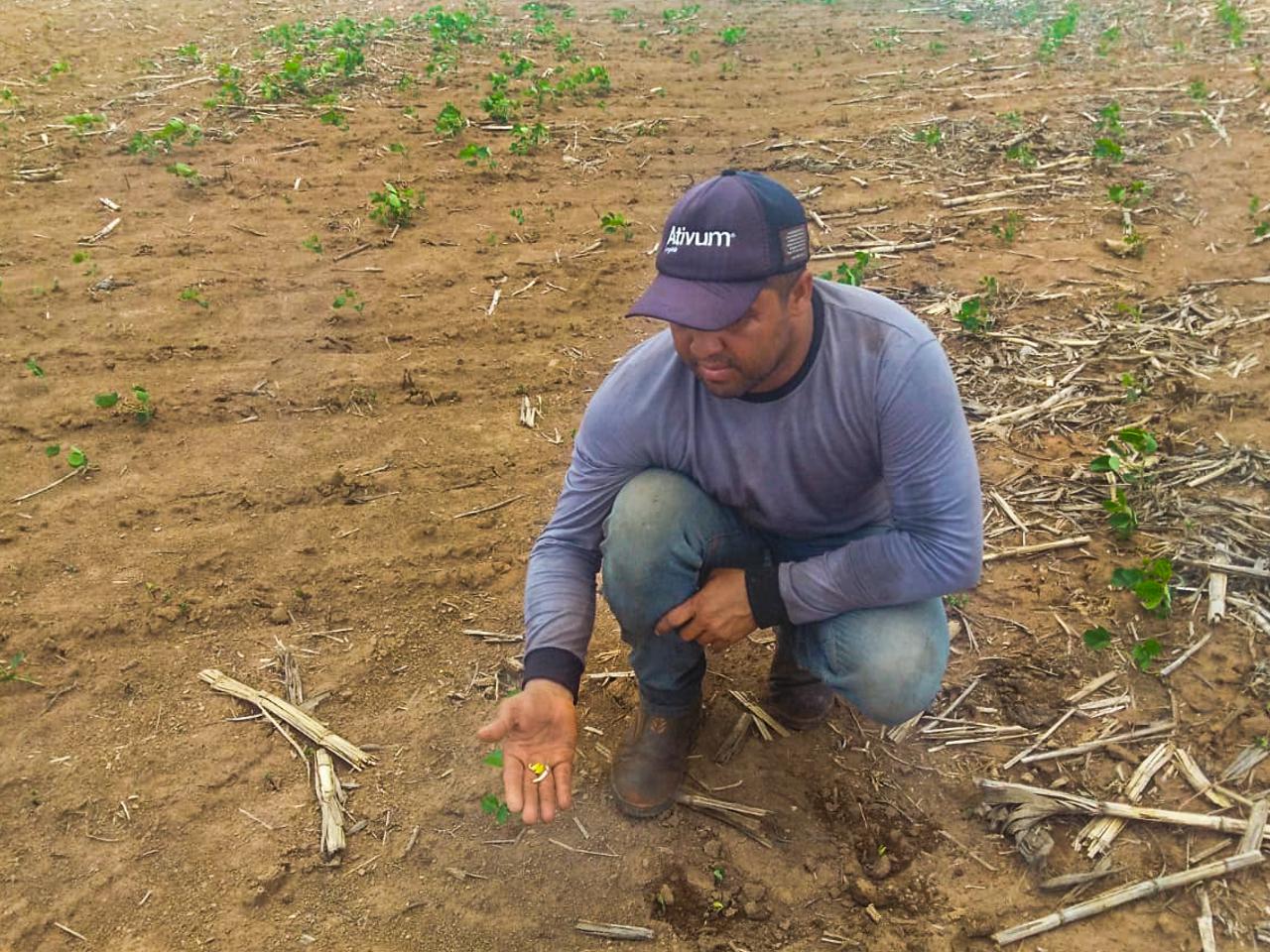 Soja: produtor de MT já prevê perda de 20 sacas por hectare com seca