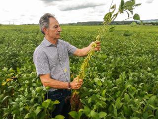 soja Rio Verde goias