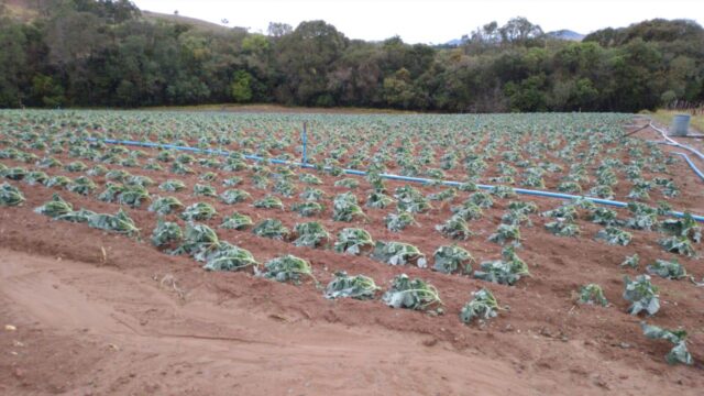 plantação de hortaliças coberta de gelo