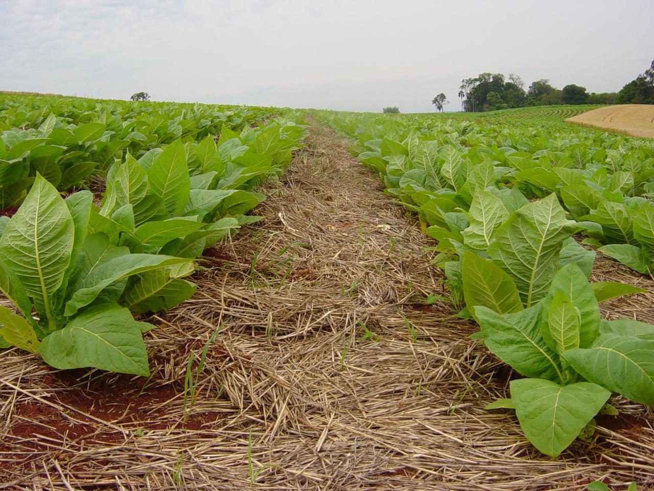 Comitiva do setor do tabaco está na Suíça para acompanhar a COP11